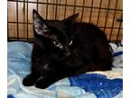 Adopt Morticia a Black (Mostly) Domestic Shorthair cat in Grand Rapids