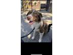 Adopt Pecos a Merle Australian Shepherd / Border Collie / Mixed dog in Fort