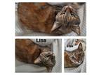 Adopt Lisa a Calico or Dilute Calico Domestic Shorthair (short coat) cat in