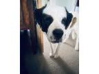 Adopt Babs a Tricolor (Tan/Brown & Black & White) St. Bernard / Mixed dog in