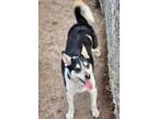 Adopt Aurora a White Siberian Husky / Australian Cattle Dog dog in WATERLOO
