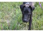 Adopt Paige a Black - with White Great Dane / Mixed dog in Bartlett