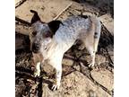 Adopt Declan a Merle Catahoula Leopard Dog / Mixed dog in Bartlett