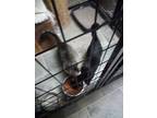 Adopt Night Sky a Black (Mostly) Domestic Shorthair (short coat) cat in