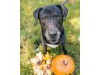 Adopt Kelly a Black - with White Labrador Retriever / Mixed dog in Davie