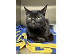 Adopt Leon Kennedy a Domestic Shorthair cat in Grand Rapids, MI (39837491)