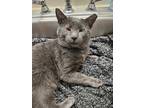 Adopt Old Man Grey a Gray or Blue Domestic Shorthair (short coat) cat in