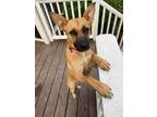 Adopt Lucy (James-TN) a Tan/Yellow/Fawn - with Black Shepherd (Unknown Type) /