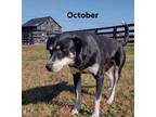Adopt October a Black - with Tan, Yellow or Fawn Australian Shepherd / Labrador