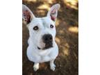 Adopt Georgia a American Pit Bull Terrier dog in Denver, CO (39293440)