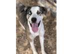 Adopt Iris a Brown/Chocolate - with White Catahoula Leopard Dog / Mixed dog in