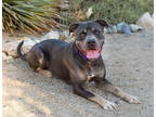 Adopt Buckey a Merle American Staffordshire Terrier / Mixed Breed (Medium) /