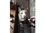 Adopt Rosie a Tan/Yellow/Fawn - with White American Pit Bull Terrier / Mixed