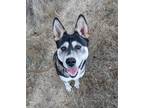 Adopt Emma a White - with Black Husky / Mixed dog in Benicia, CA (39834527)