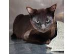 Adopt Parikia a Domestic Shorthair / Mixed (short coat) cat in Fort Lupton