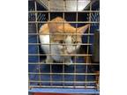 Adopt Cinder Kat a Orange or Red Domestic Shorthair / Domestic Shorthair / Mixed