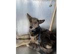 Adopt Aggie a Gray/Blue/Silver/Salt & Pepper Shepherd (Unknown Type) / Mixed dog