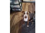 Adopt Petey a Brown/Chocolate - with White Mixed Breed (Medium) / Mixed dog in