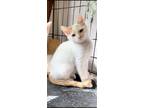 Adopt Shasta a White (Mostly) Domestic Shorthair (short coat) cat in De Leon