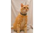 Adopt Tomás a Orange or Red Tabby Domestic Shorthair (short coat) cat in San