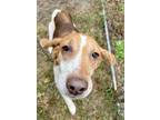 Adopt Clarice a Tan/Yellow/Fawn Hound (Unknown Type) / Mixed dog in Moncks