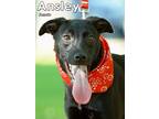 Adopt Ansley a Black Mixed Breed (Medium) / Mixed dog in Toronto, ON (39831430)