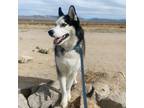 Adopt Boreas a White - with Gray or Silver Siberian Husky / Mixed dog in San
