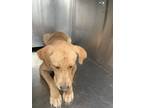 Adopt 54765692 a Tan/Yellow/Fawn Retriever (Unknown Type) / Mixed dog in Fort
