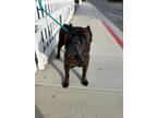 Adopt BRONX a Brown/Chocolate Cane Corso / Mixed dog in Huntington Beach