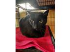 Adopt Nox a All Black Domestic Shorthair / Domestic Shorthair / Mixed cat in New
