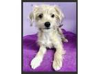 Adopt Lyric a Tan/Yellow/Fawn Terrier (Unknown Type, Small) / Mixed dog in Palos