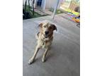 Adopt Chester Cumberbatch (SC) a Golden Retriever dog in San Angelo