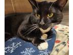 Adopt Misu a Domestic Shorthair / Mixed (short coat) cat in Fall River
