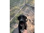 Adopt Belle a Black - with White Labrador Retriever / Mixed dog in Lizella