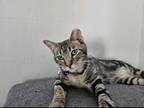 Adopt Trouble a Tan or Fawn Tabby Domestic Shorthair / Mixed (short coat) cat in