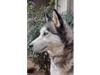 Adopt Prince a Gray/Silver/Salt & Pepper - with White Siberian Husky / Mixed dog