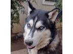 Adopt Osso a Black - with White Siberian Husky / Mixed dog in Coarsegold