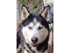 Adopt Kline a Black - with White Siberian Husky / Mixed dog in Coarsegold