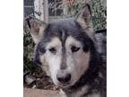 Adopt Betty a Gray/Silver/Salt & Pepper - with White Siberian Husky / Mixed dog