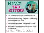 Adopt Adopting Kittens In Pairs a Black & White or Tuxedo Domestic Shorthair