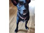 Adopt Lizzie a Black Shepherd (Unknown Type) / Mixed dog in Brooklyn Center