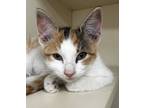 Adopt Lil Debbie IN FOSTER a Orange or Red Domestic Shorthair / Domestic