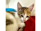 Adopt Nilla IN FOSTER a Orange or Red Domestic Shorthair / Domestic Shorthair /