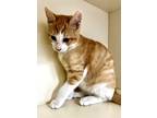 Adopt Gator IN FOSTER a Orange or Red Domestic Shorthair / Mixed Breed (Medium)