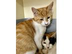 Adopt Cheech IN FOSTER a Orange or Red Domestic Shorthair / Mixed Breed (Medium)