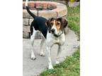 Adopt Katie (in foster) a Black Hound (Unknown Type) / Mixed dog in Moncks