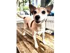 Adopt Eto IN FOSTER a White Jack Russell Terrier / Mixed Breed (Medium) / Mixed