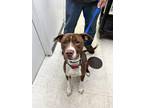 Adopt Biscuit a Brown/Chocolate American Pit Bull Terrier / Mixed dog in Moses