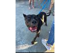 Adopt Nova a Black Cane Corso / Mixed Breed (Medium) / Mixed dog in Benicia