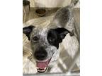 Adopt Huck a White Australian Cattle Dog / German Shorthaired Pointer / Mixed